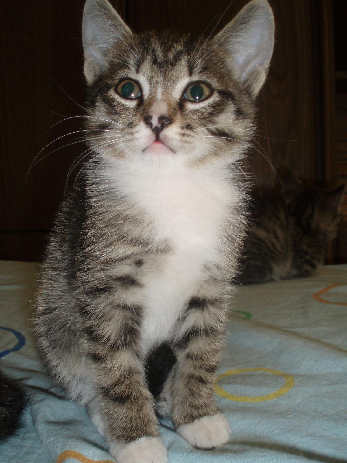 Фото В снегу и за рулем: в Новосибирске опубликовано свыше 50 фото милых питомцев к Дню кошек 37 - Сиб.ФМ Фото В снегу и за рулем: в Новосибирске опубликовано свыше 50 фото милых питомцев к Дню кошек 37